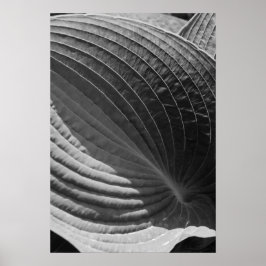 Black and White Hosta Leaf Poster