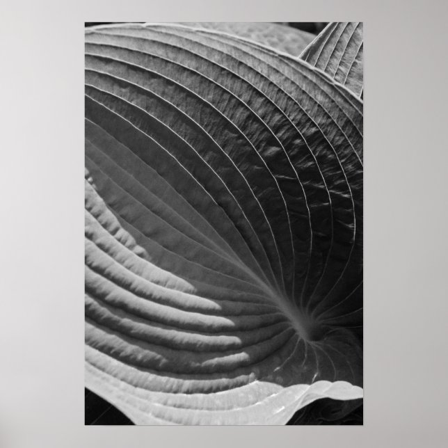 Black and White Hosta Leaf Poster (Vorne)