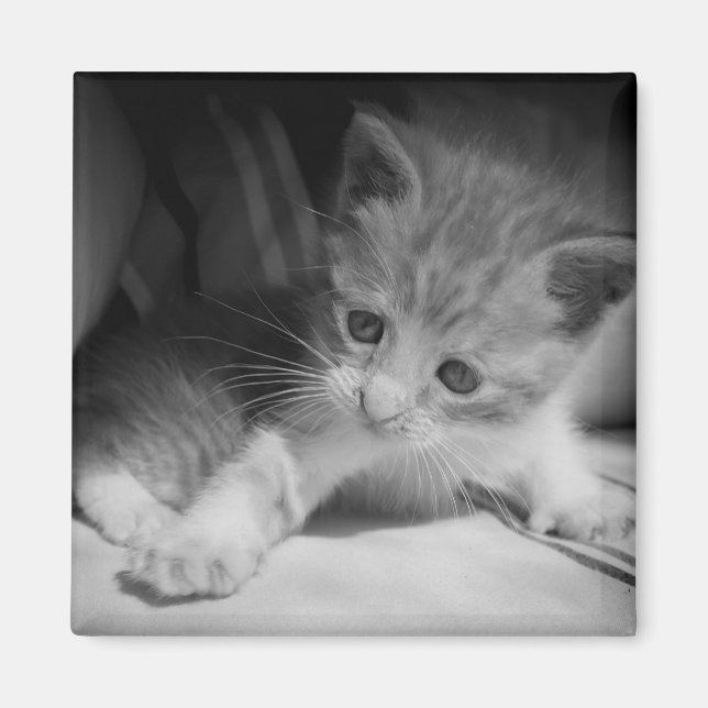 Black and White Kitten Fotograph Magnet (Vorne)