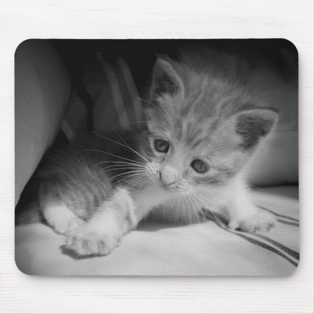 Black and White Kitten Fotograph Mousepad (Vorne)