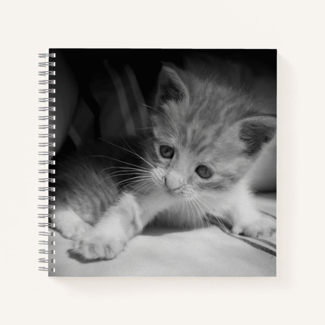 Black and White Kitten Fotograph Notizbuch (Vorderseite)