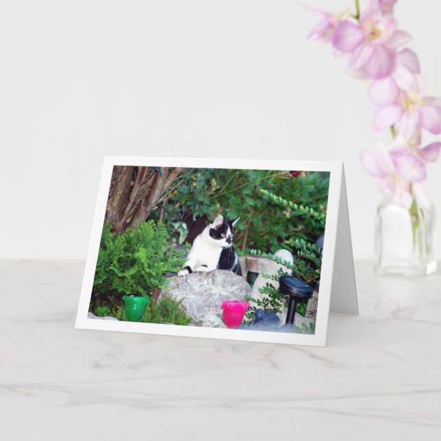 Black and White Kitten on Rockery Karte (Orchidee)