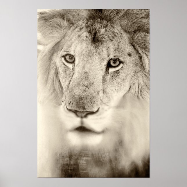 Black and White Lion Portrait Poster (Vorne)