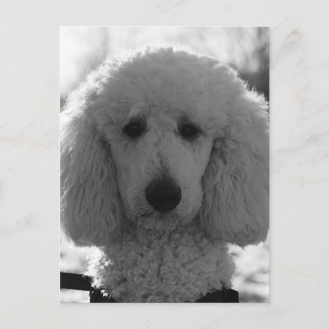 Black and White Poodle Face Puppy Eyes Postkarte (Vorderseite)