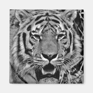 Black and White Tiger Face Magnet