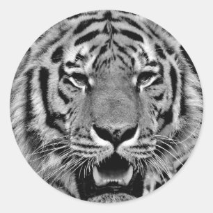 Black and White Tiger Face Runder Aufkleber