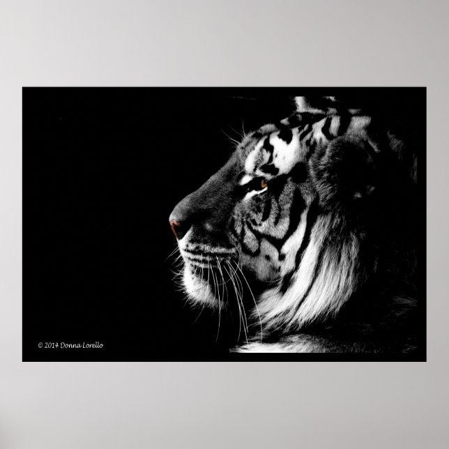 Black and White Tiger poster (Vorne)
