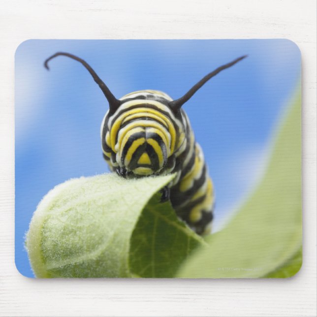 Black and yellow caterpillar mousepad (Vorne)