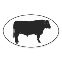 Black Angus Bull