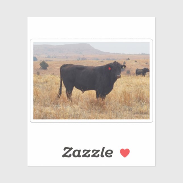 Black Angus Steer Grazing mit Herde Aufkleber (Blatt)
