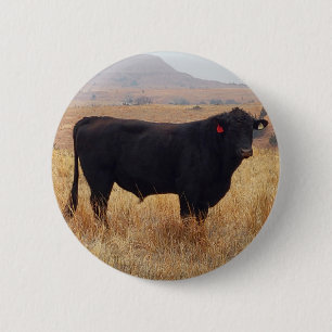 Black Angus Steer Grazing mit Herde Button
