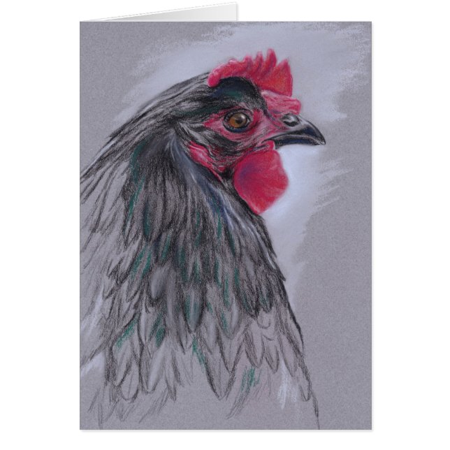 Black Australorp Hen (Vorne)