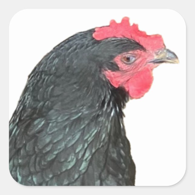 Black Australorp Hen Quadratischer Aufkleber (Vorderseite)