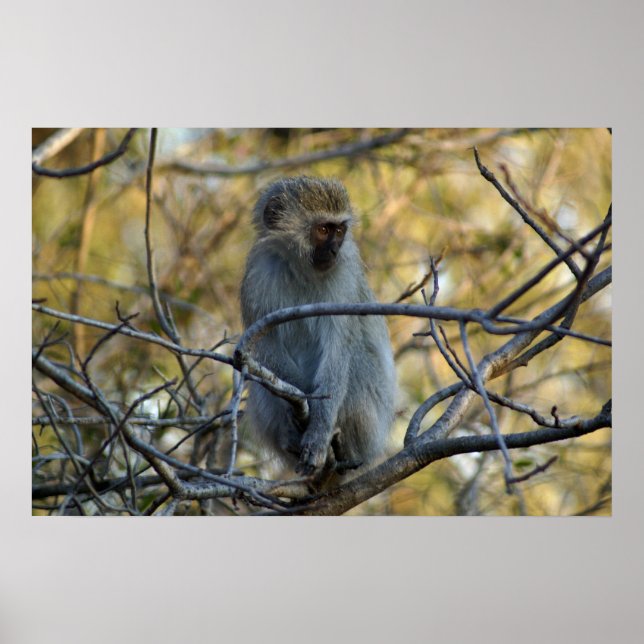 Black Baboon Poster (Vorne)