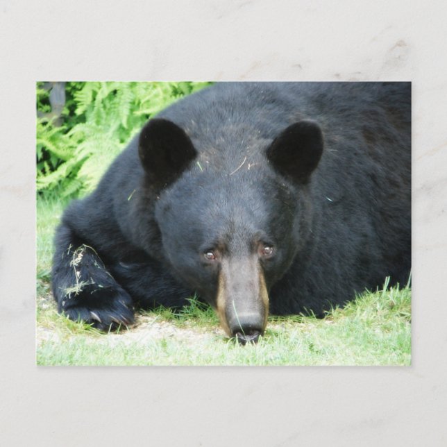 Black Bar - "Cubby" Postkarte (Vorderseite)