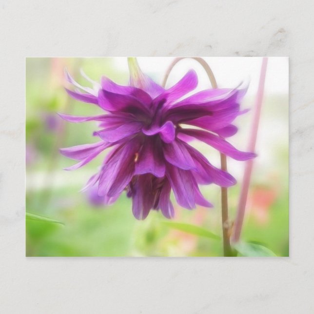 Black Barlow Columbine Postkarte (Vorderseite)