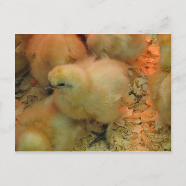 Black Beak Chick Postkarte (Vorderseite)