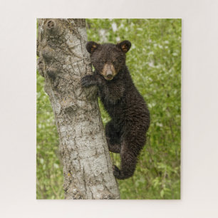 Black Bear cub In Tree