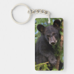 Black Bear Cub Jouer dans les arbres