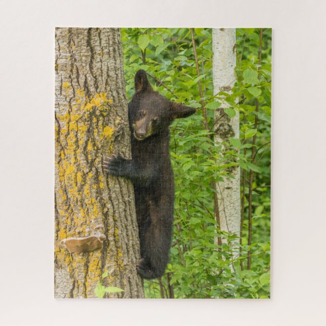 Black Bear Cub | Minnesota (Vertikal)