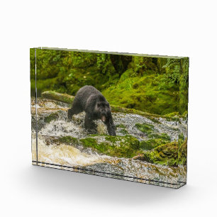 Black Bear Fischen Qua Creek British Columbia Fotoblock