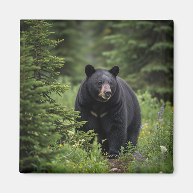 Black Bear im Banff National Park Kanada Magnet (Vorne)
