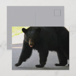 Black Bear in Cades Cove - Great Smokey Mountains  Postkarte