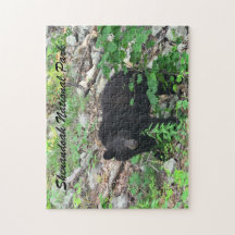 Black Bear Shenandoah National Park Virginia