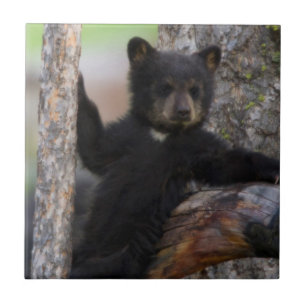 Black Bears Cub Lounging Fliese