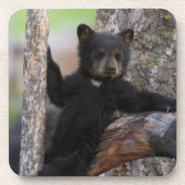 Black Bears Cub Lounging Getränkeuntersetzer (Vorderseite)