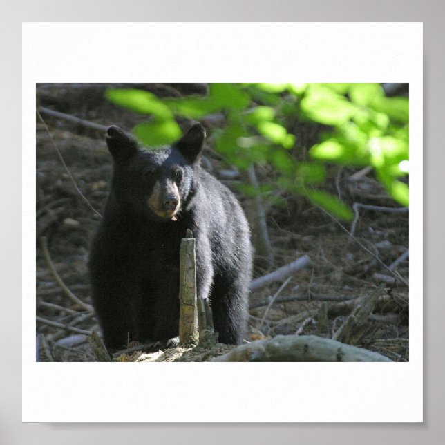 black-bears poster (Vorne)