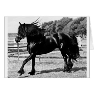 Black Beauty Horse