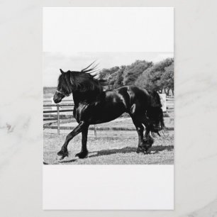 Black Beauty Horse