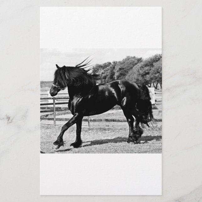 Black Beauty Horse (Vorderseite)