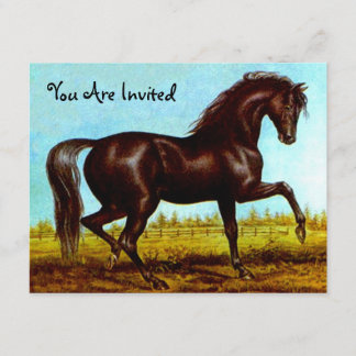 Black Beauty Horse Party Einladungen jedes Mal