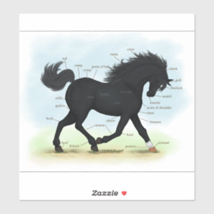 Black Beauty Horse Pony Reittiere Anatomie Diagram Aufkleber