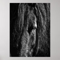 Black Beauty - Poster