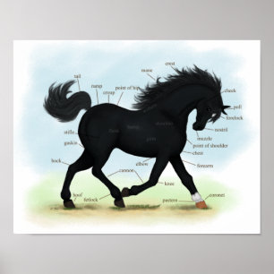 Black Beauty (Star & Sock) Horse Anatomy Poster