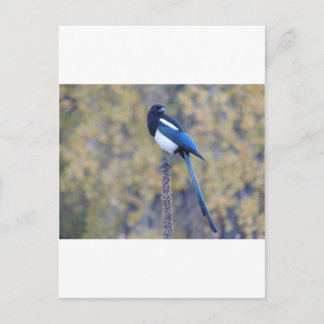 Black Billed Magpie Postkarte