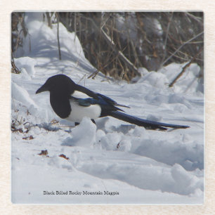 Black Billed Rocky Mountain Magpie Untersetzer