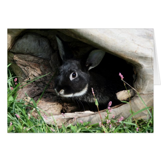 Black Bunny (Vorderseite (Horizontal))