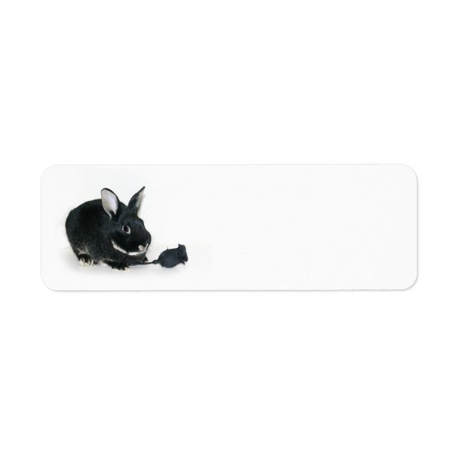 Black Bunny Rose (Vorne)