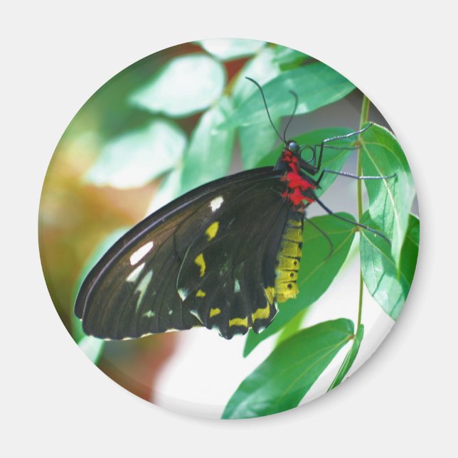 Black Butterfly Nature Magnet (Vorne)