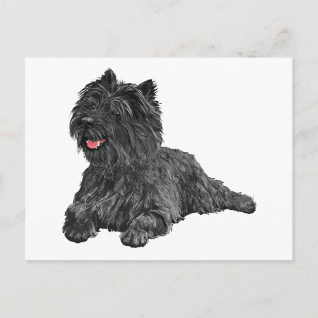 Black Cairn Terrier Postkarte (Vorderseite)