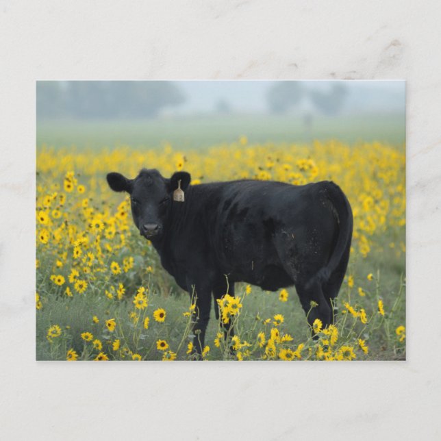 Black Calf in a Field of Sunflowers Postkarte (Vorderseite)