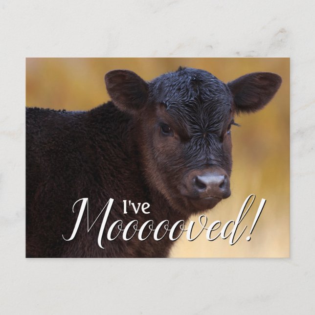 Black Calf Moving Ankündigungspostkarte (Vorderseite)