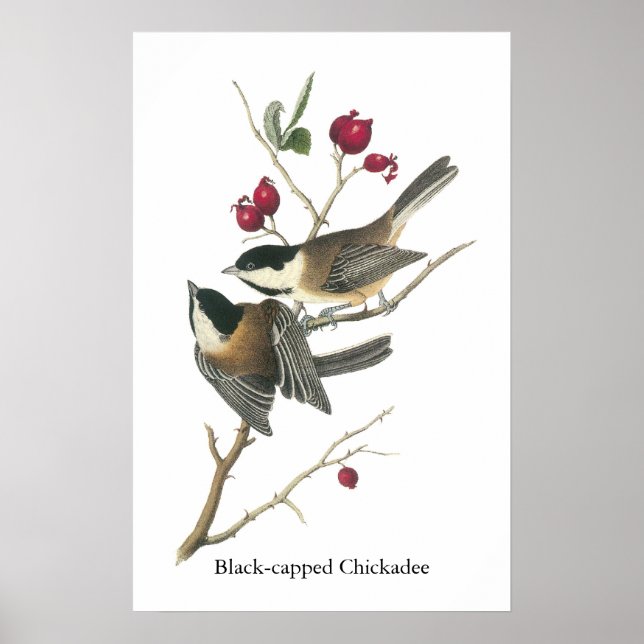 Black-capped Chickadee, John Audubon Poster (Vorne)