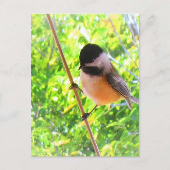 Black Capped Chickadee Niedlich fröhlicher Songbir Postkarte (Vorderseite)