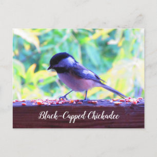 Black Capped Chickadee Perching Birds Kanada Postkarte