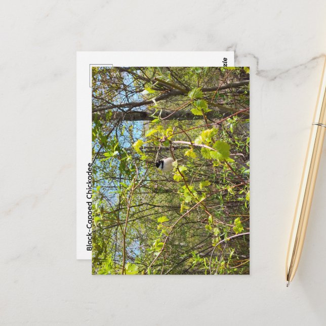 Black-Capped Chickadee Postcard Postkarte (Vorderseite/Rückseite Beispiel)